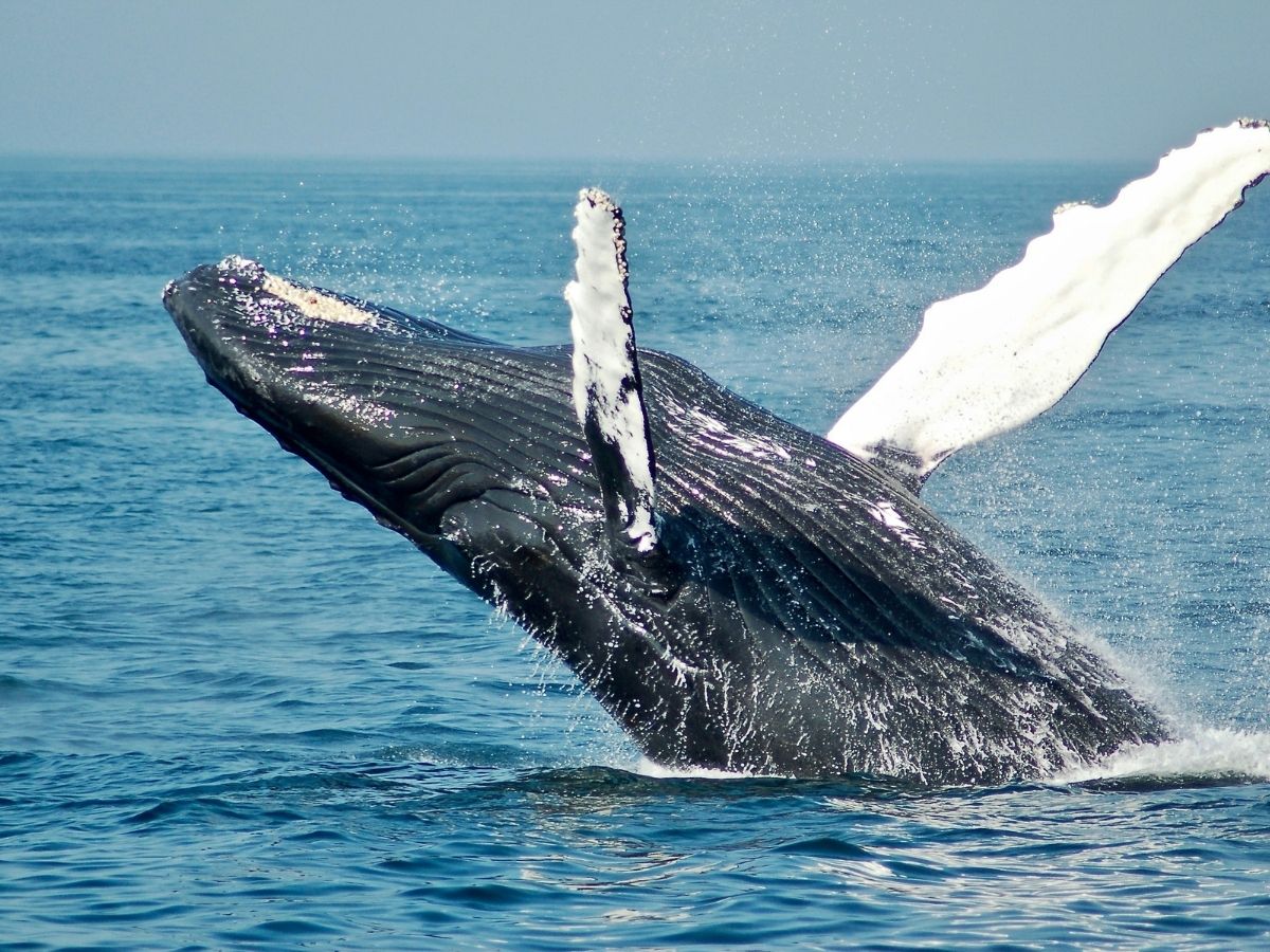Baleine au large de La Réunion