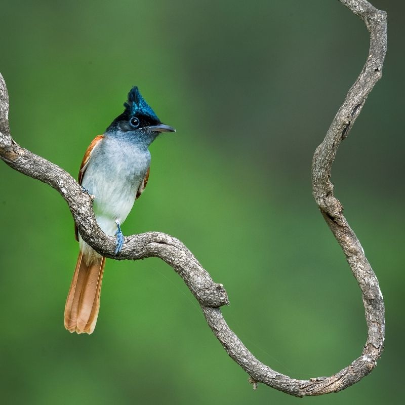 Oiseau de La Réunion